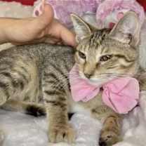 Thumbnail photo of GIGI #3