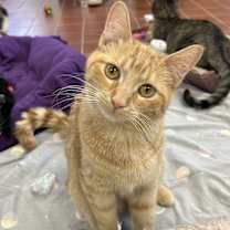 Thumbnail photo of Timon #3
