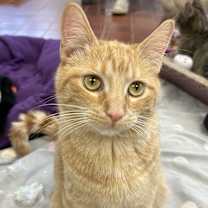 Thumbnail photo of Timon #1
