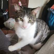Thumbnail photo of Asher and Blaze #1