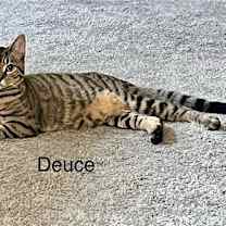 Thumbnail photo of DEUCE #2