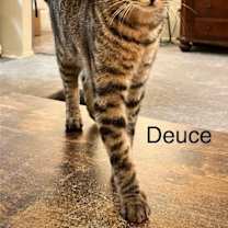 Thumbnail photo of DEUCE #3