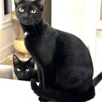 Thumbnail photo of KITTEN DISTINGUISHED DERRICK #1