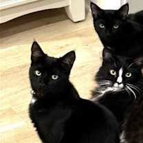 Thumbnail photo of KITTEN DISTINGUISHED DERRICK #2