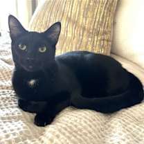 Thumbnail photo of KITTEN DISTINGUISHED DERRICK #3