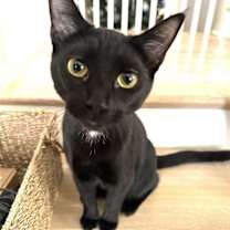Thumbnail photo of KITTEN DISTINGUISHED DERRICK #4