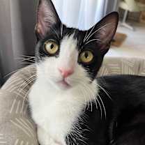 Thumbnail photo of Valerie (bonded to Mickey) #1