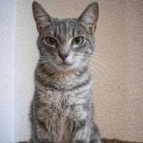 Thumbnail photo of Mara #1