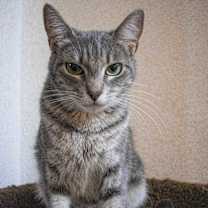 Thumbnail photo of Mara #2