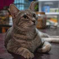 Thumbnail photo of Mara #3