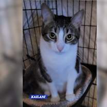 Thumbnail photo of Kailani #3