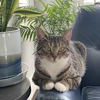 Thumbnail photo of Little Kitty #1