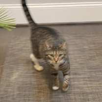 Thumbnail photo of Little Kitty #2