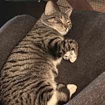 Thumbnail photo of Little Kitty #3