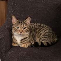 Thumbnail photo of Little Kitty #4