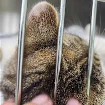 Thumbnail photo of Lovey #3