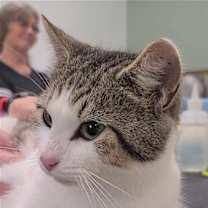 Thumbnail photo of Lovey #4