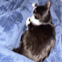 Thumbnail photo of Alice #2