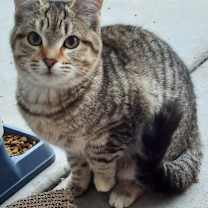 Thumbnail photo of Bonded Tabbies & Tuxedo #1