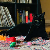 Thumbnail photo of Button Bonus Beans #1