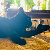 Thumbnail photo of Button Bonus Beans #2