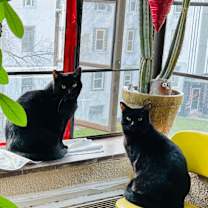 Thumbnail photo of Button Bonus Beans #3