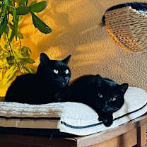 Thumbnail photo of Button Bonus Beans #4