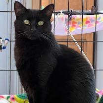 Thumbnail photo of Elsie #1