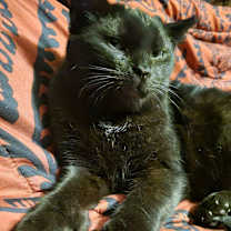 Thumbnail photo of Nymphadora #1