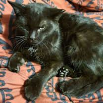 Thumbnail photo of Nymphadora #2