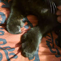Thumbnail photo of Nymphadora #3