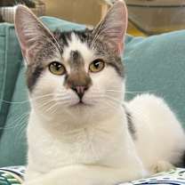 Thumbnail photo of Tulip #1