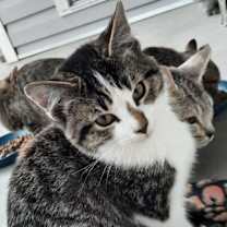 Thumbnail photo of Bonded Tabbies & Tuxedo #3