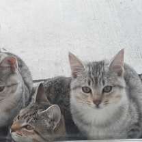 Thumbnail photo of Bonded Tabbies & Tuxedo #4
