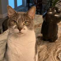 Thumbnail photo of Milo #1