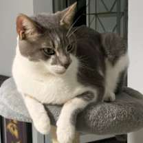 Thumbnail photo of Milo #2