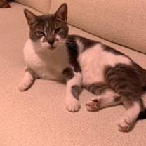 Thumbnail photo of Milo #3