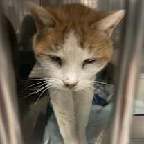 Thumbnail photo of Murphy #2
