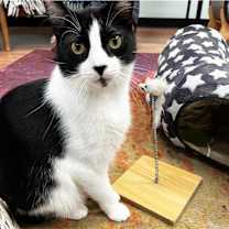 Thumbnail photo of Quint #2