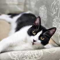 Thumbnail photo of Quint #3