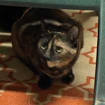 Thumbnail photo of Tortoise #3