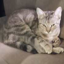 Thumbnail photo of Hemi #1