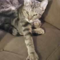 Thumbnail photo of Hemi #2
