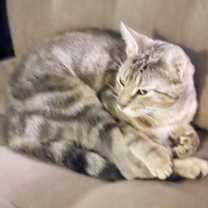 Thumbnail photo of Hemi #3