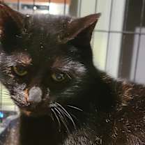 Thumbnail photo of Freckles #1