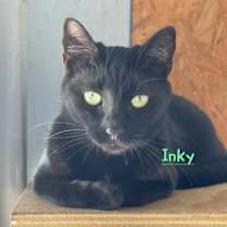 Thumbnail photo of Inky #1