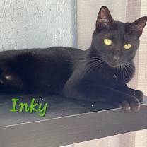 Thumbnail photo of Inky #2
