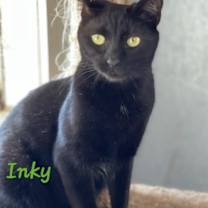 Thumbnail photo of Inky #3