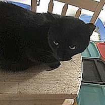 Thumbnail photo of BUDDY  cl #1