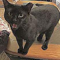 Thumbnail photo of BUDDY  cl #3